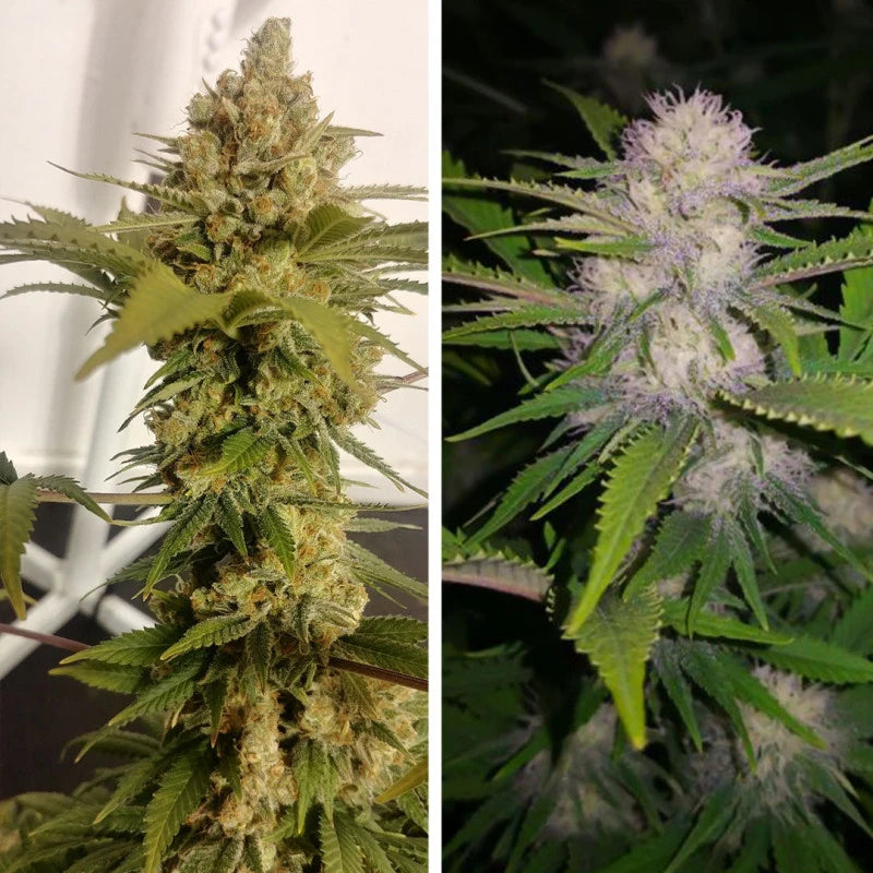 Two images of cannabis plants, one green and one with purple buds, side by side.