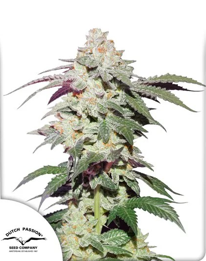 Close up of a frosty light green giant bud top with darker green leave protruding outward. There is a purple tint to some of the leaves.