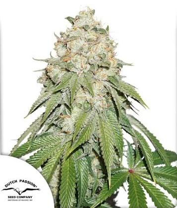 Close-up of a dense, resinous cannabis bud with vibrant green leaves and orange pistils, covered in a glistening layer of trichomes. The bud is showcased against a white background, highlighting its intricate details and frosty appearance, typical of high-quality cannabis strains.