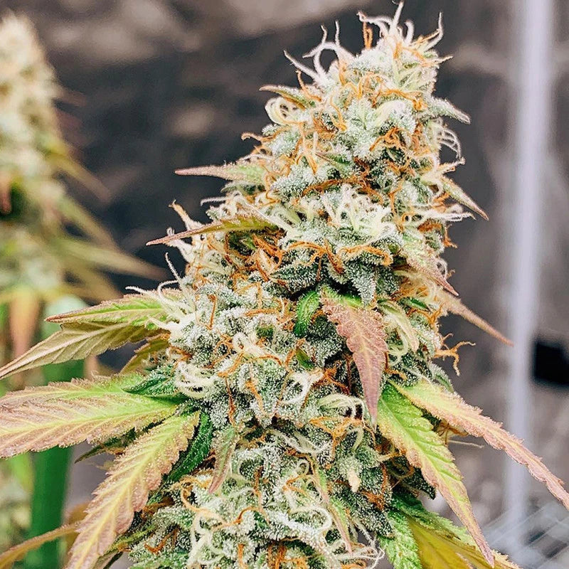 Close-up of a cannabis plant with trichomes and leaves.