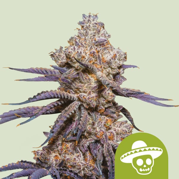 Close-up of a cannabis plant with purple and green leaves on a light green background.