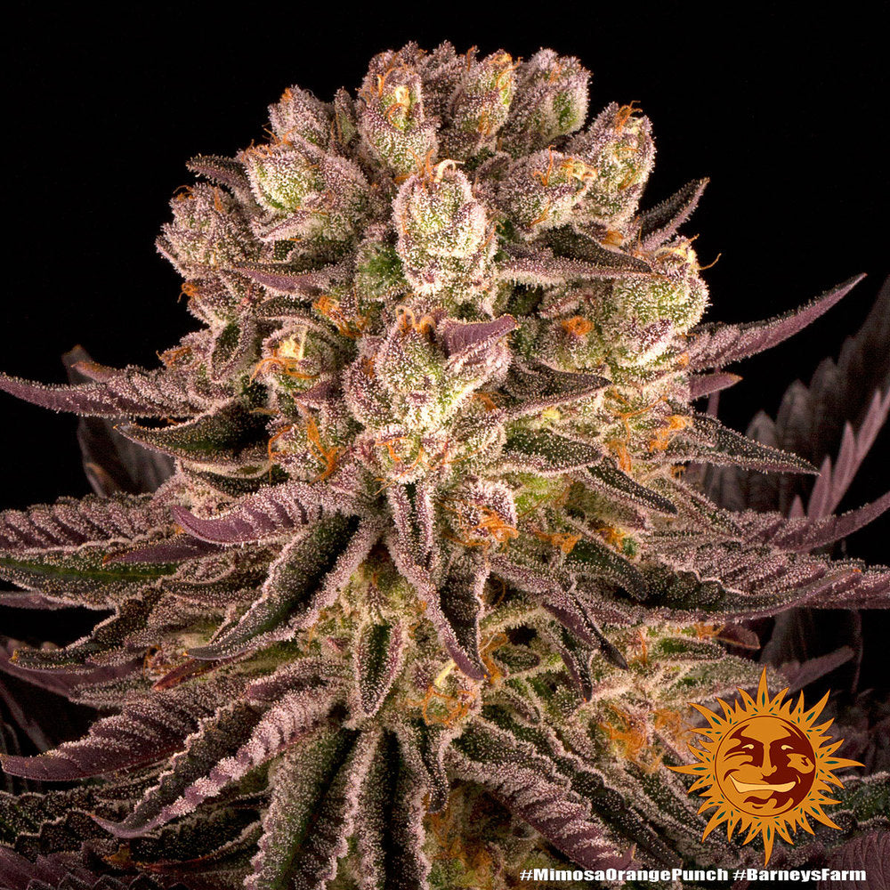 Mimosa X Orange Punch - Barney's Farm
