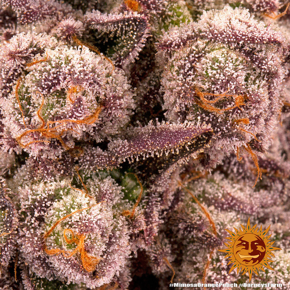 Mimosa X Orange Punch - Barney's Farm