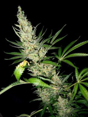 Close up of a very large donky dick style bud light green in the center with dark green fan leaves.
