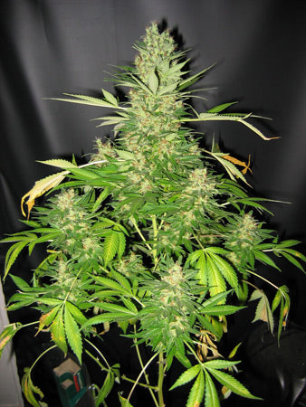 Close up of a large top cola cluster with light green frosty bud in the center with dark green fan leaves.