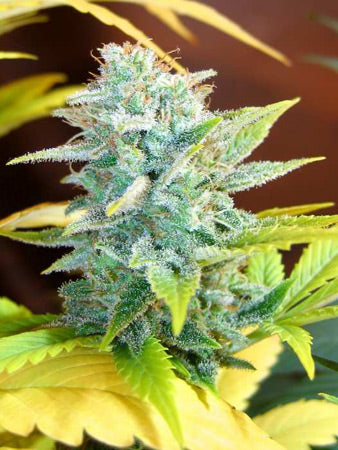 Close up of a small light green frosty bud in the center with dark green fan leaves.