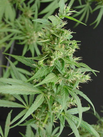 Close up of an early flowering bud still very green about 4 weeks in.