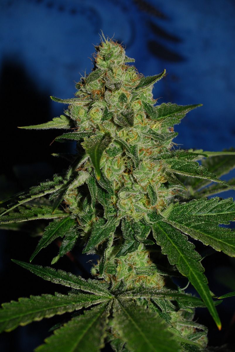 Closeup of a frosty green bud.