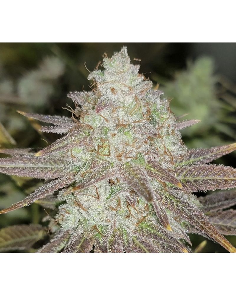 Passion Berry - The Cali Connection