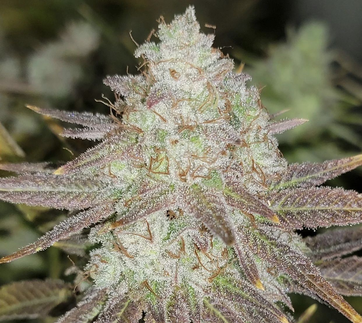 Closeup of a frosty green bud.