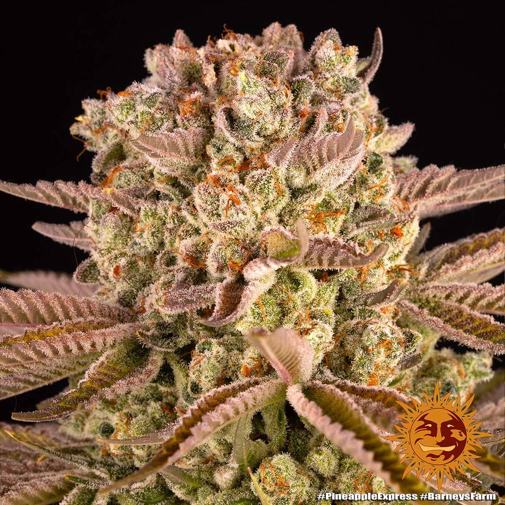 Pineapple Express - Barney's Farm
