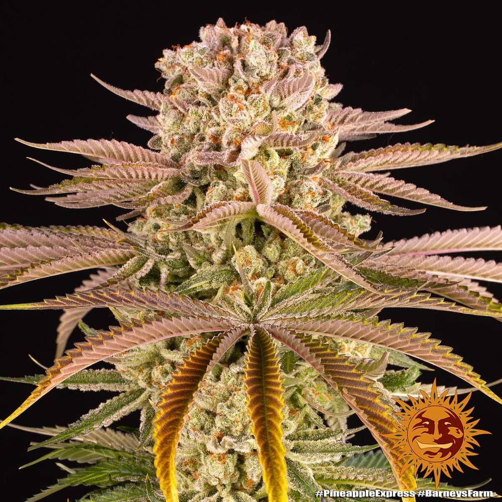 Pineapple Express - Barney's Farm