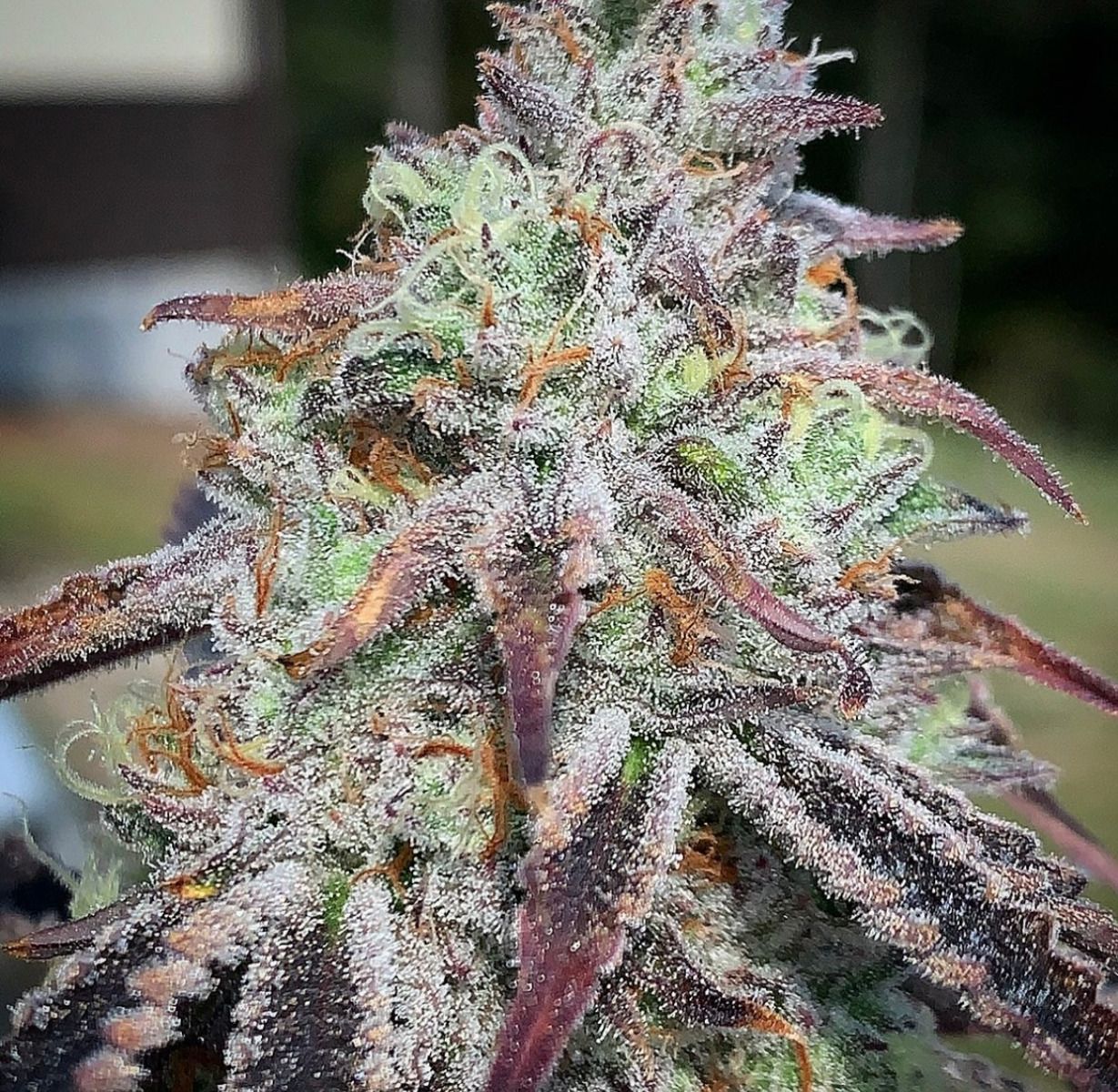 Closeup of a frosty green bud.