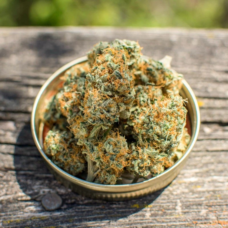 Close up of a mason jar lid with dried and manicured buds.