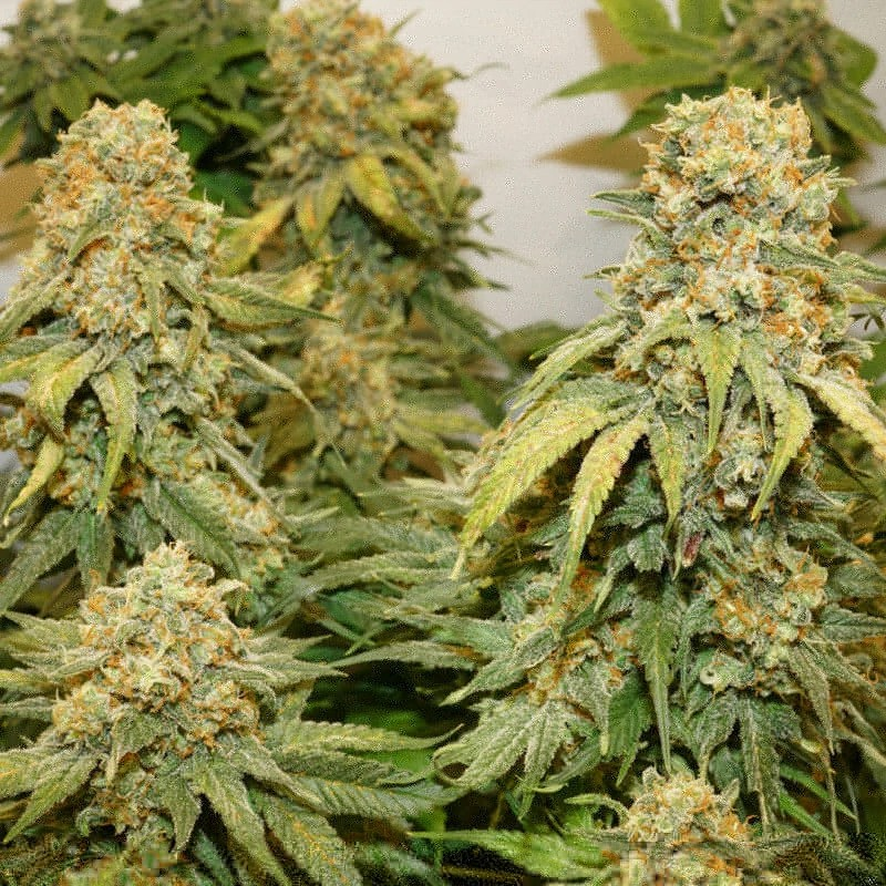 Close up of the scrog screen shot showing complete frosty trichome coverage.
