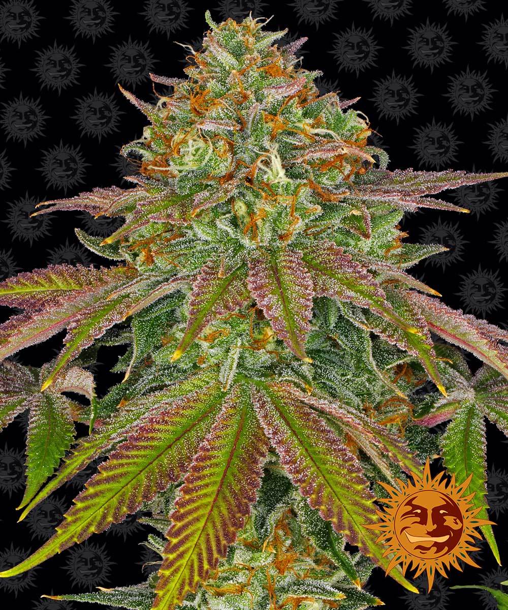 Wedding Cake Feminized - Barney's Farm