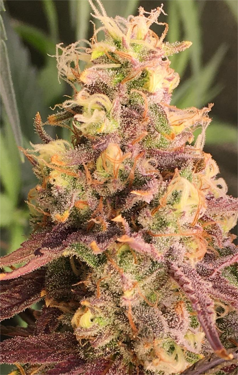 Sampler Mix #1 - Feminized - 10 Labeled Seeds - Breedlove Genetics