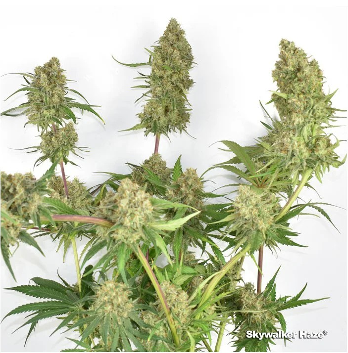 This is a pulled out shot of the same strain but a different plant. These buds are not as mature and have several weeks to go as everything is bright green.