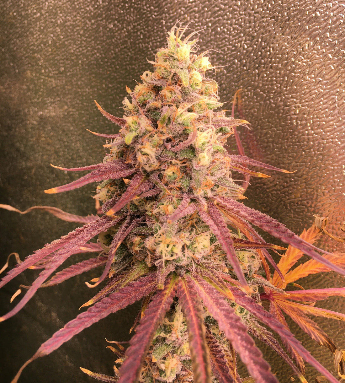 Why U.S. Resident Cannabis Seed Buyers Should Purchase from U.S.-Based Companies like StrainEnvy.com