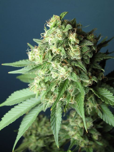 Top Cannabis Strains for Creative Energy and Focus