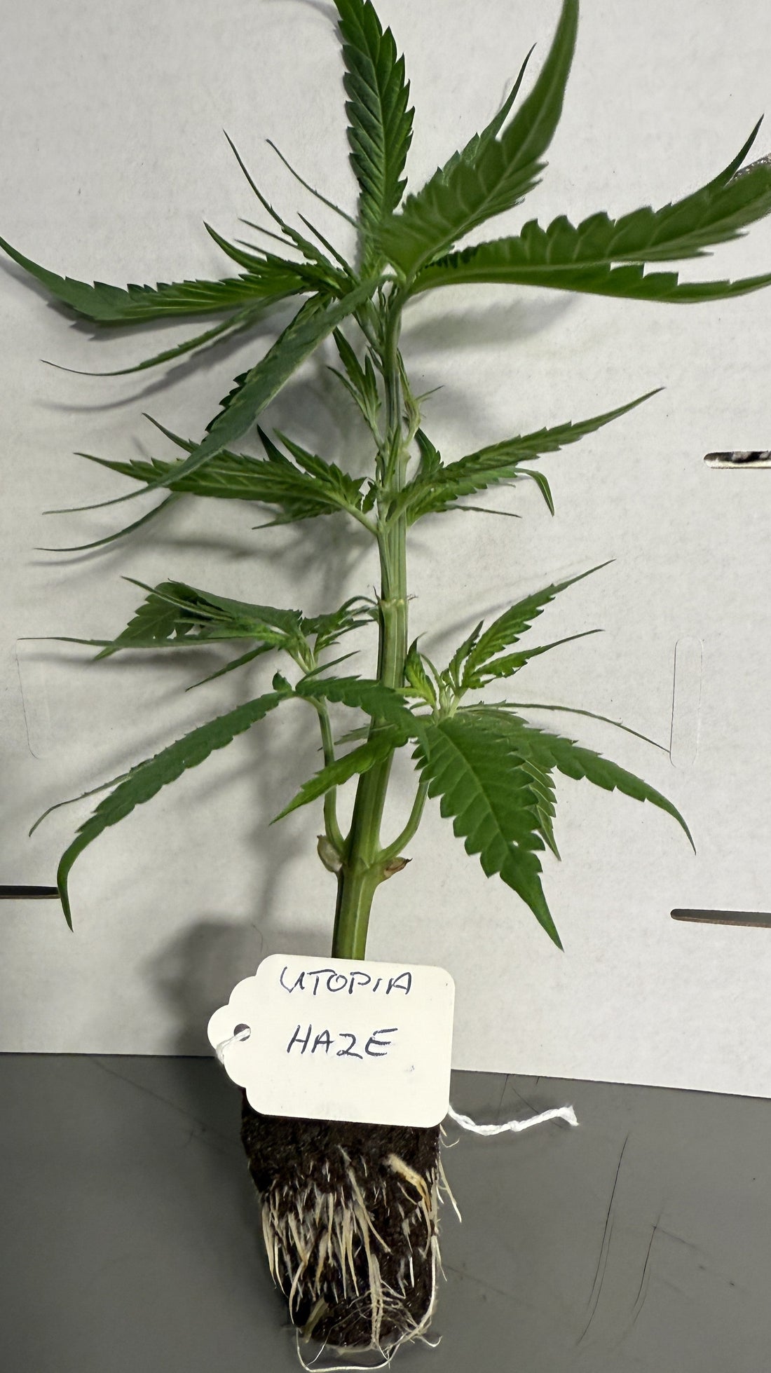 Close up of Barney's Farm Utopia Haze Clone