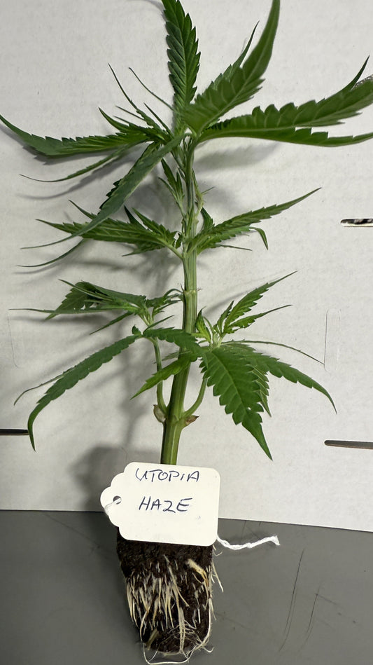 Close up of Barney's Farm Utopia Haze Clone