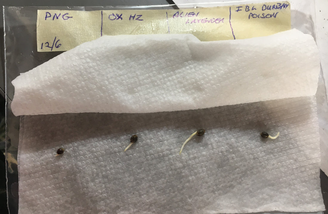 Sure-Fire Germination Method for Your Seeds