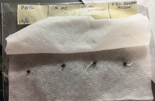 The 5 Biggest Mistakes First-Time Seed Buyers Make (And How to Avoid Wasting $200 on Germination)