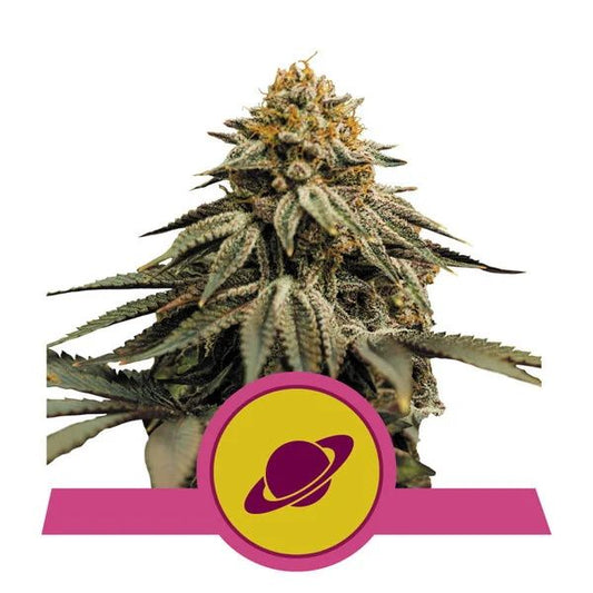 Mature cannabis plant with a pink and yellow logo at the bottom