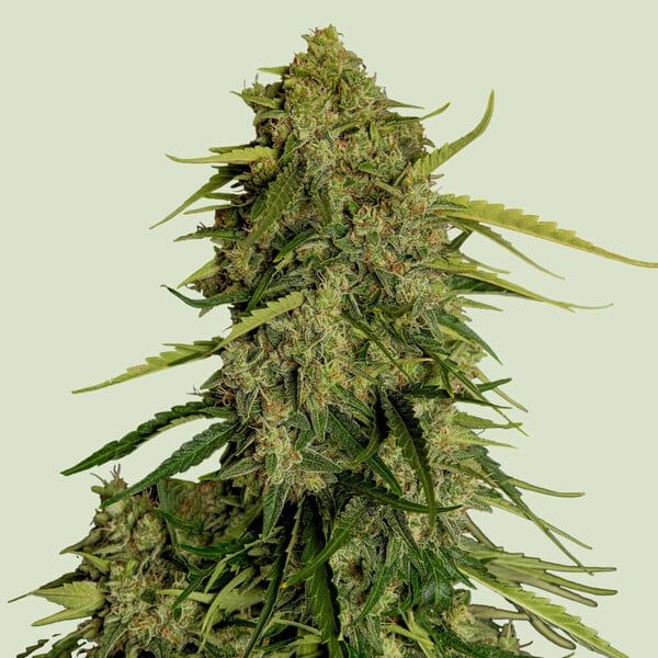 Close-up of a cannabis plant on a light green background