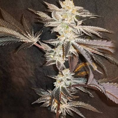 Close-up of a cannabis plant with dark background