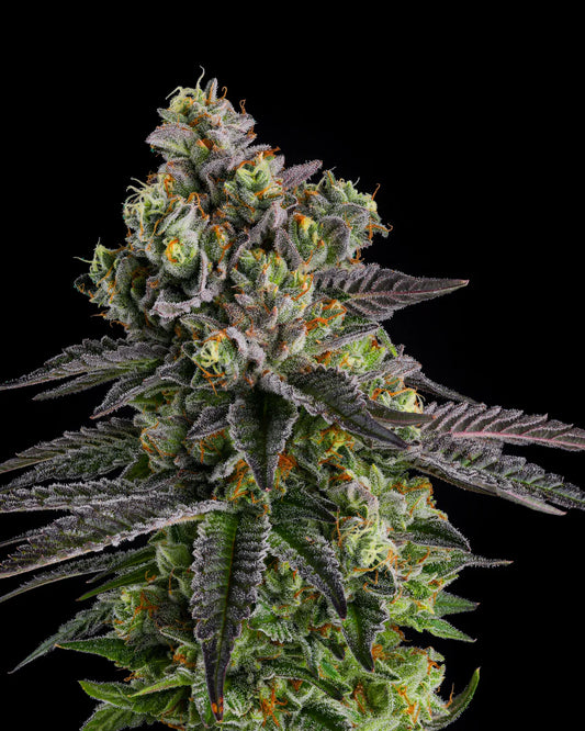 Close-up of a cannabis plant with a black background