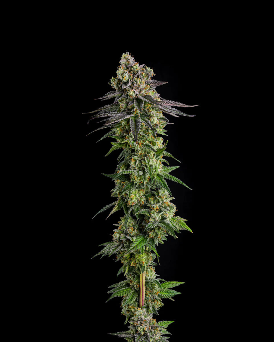 Cannabis plant with dense buds on a black background