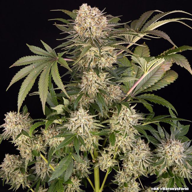 Mature cannabis plant with large buds on a black background
