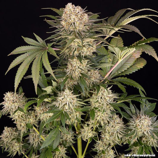 Mature cannabis plant with large buds on a black background