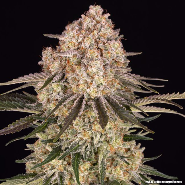 Close-up of a cannabis plant with a black background