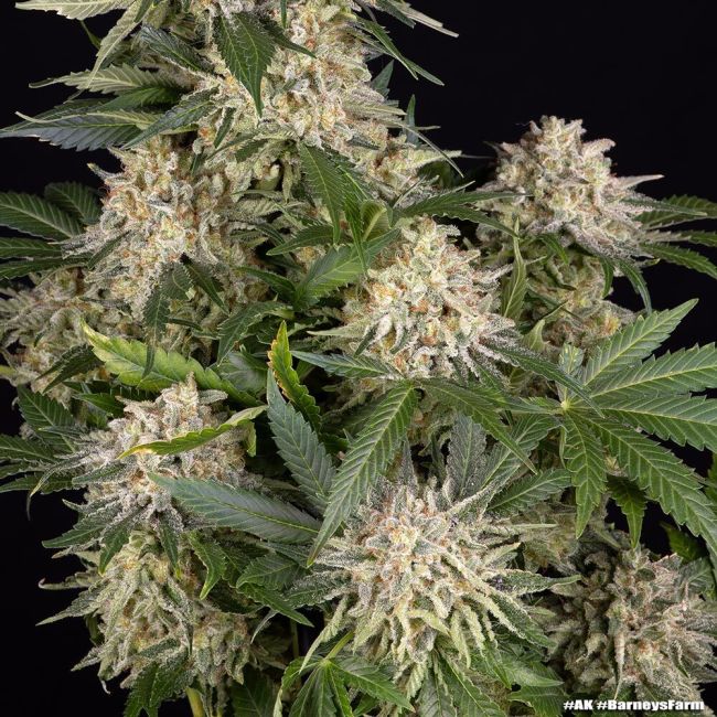 Close-up of a cannabis plant with visible trichomes on a black background
