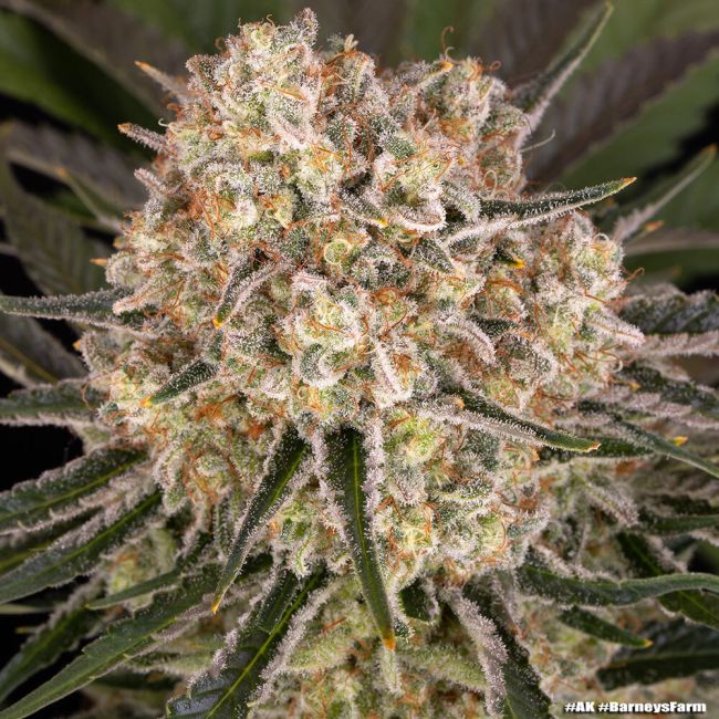 Close-up of a cannabis plant bud with frost on it