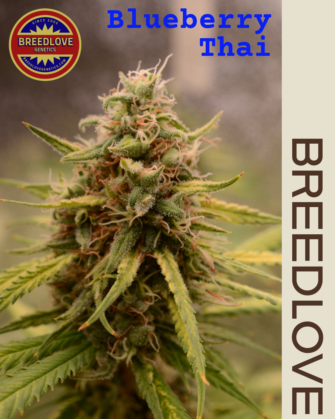 Blueberry Thai - Breedlove Genetics