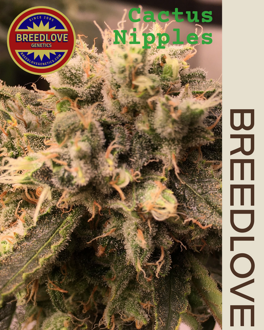 Cactus Nipples - Breedlove Genetics