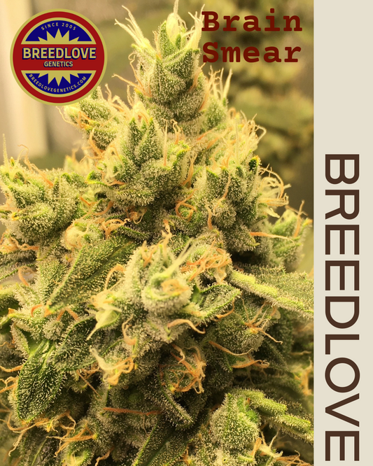 Brain Smear - Breedlove Genetics