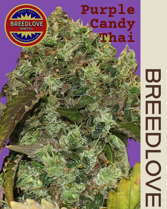 Purple Candy Thai - Breedlove Genetics