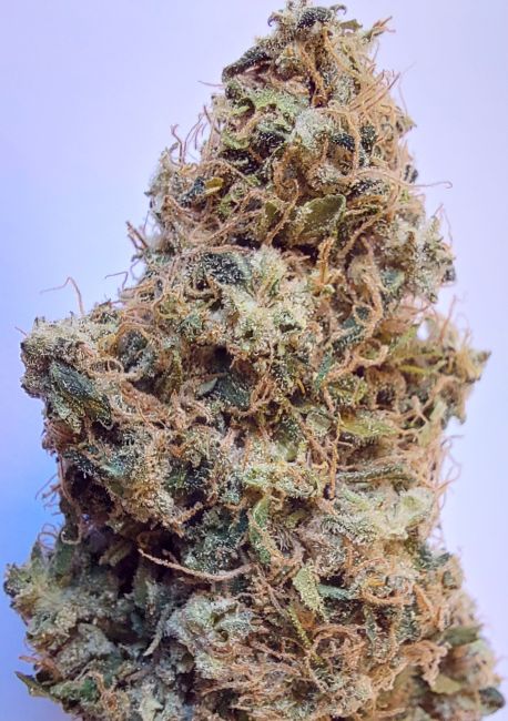 Close-up of a cannabis bud with a light blue background