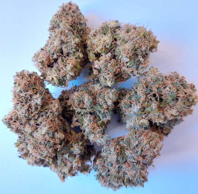 Close-up of dried cannabis buds on a white background