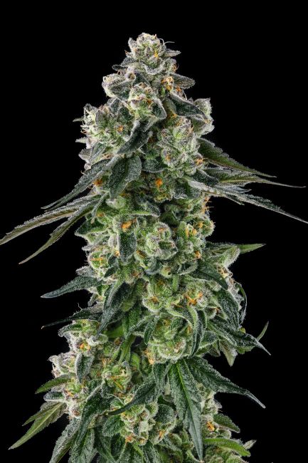 A close-up of a cannabis flower bud with green leaves covered in white trichome crystals, set against a solid black background.