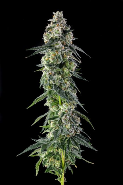 A single cannabis flower stalk with dense green and white trichome-covered buds, photographed against a solid black background.