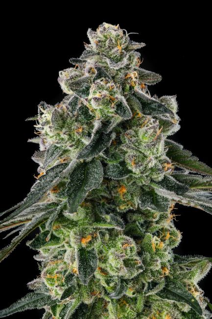 A close-up of a heavily trichome-covered cannabis bud with green leaves and small orange pistils against a solid black background.
