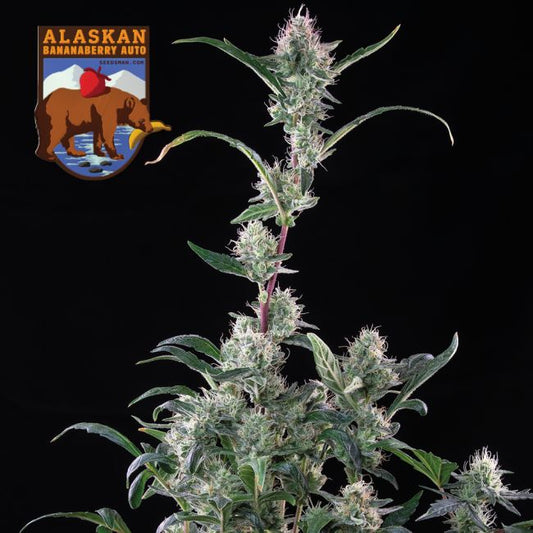 Cannabis plant with visible buds on a black background, featuring the Alaskan Bananaberry Auto logo.