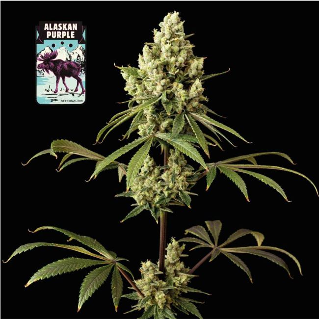 Cannabis plant with Alaskan Purple branding on a black background