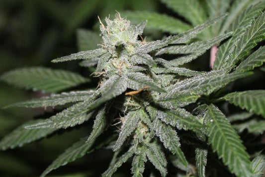 Close-up of a cannabis plant with green leaves and buds.